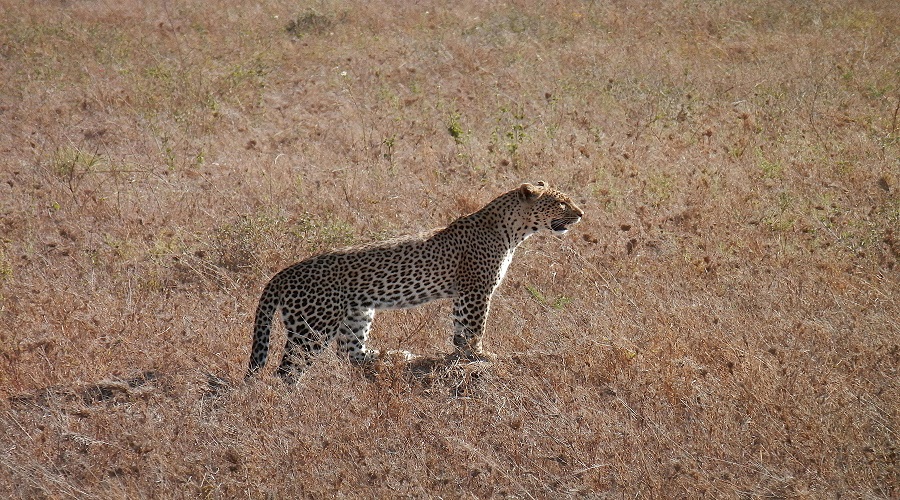 4 Days Tanzania Safari